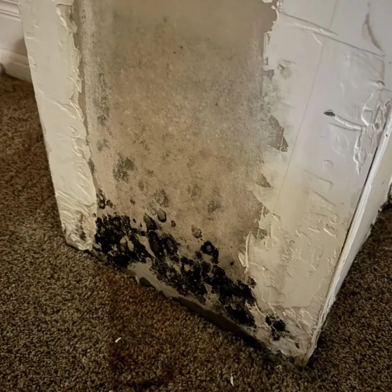 Professional Mold Removal in Damascus, MD